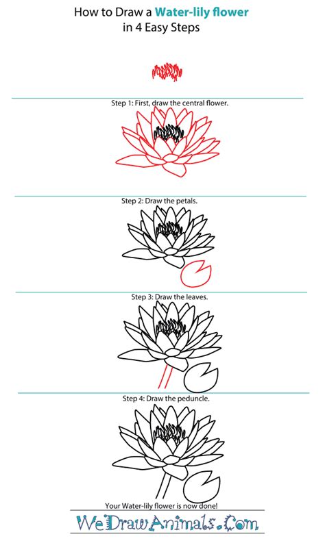 How to Draw a Water-Lily Flower