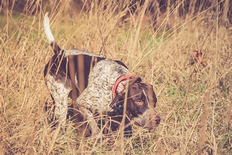 6 Versatile Hunting Dog Breeds That Thrive as Pets