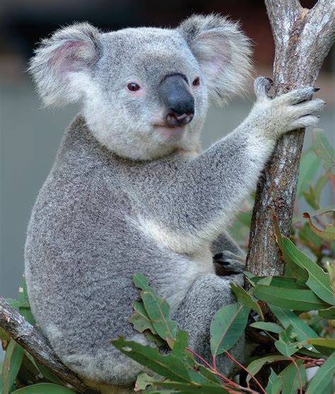 Australia is a unique wonderland of animals - Swain Destinations