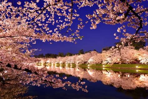 See Magical Cherry Blossoms at Night! Top 12 Light-up Events in 2024 ...