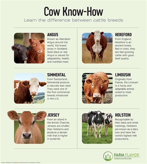 Various Breeds Of Cows Chart, Svg, Png, Jpg | lupon.gov.ph