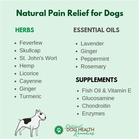 Herbal Pain Remedies for Dogs | Natural Dog Pain Relief