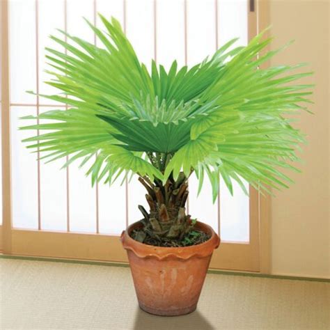 Saw Palmetto (Serenoa repens) - Saw Palmetto for sale online at Logee's