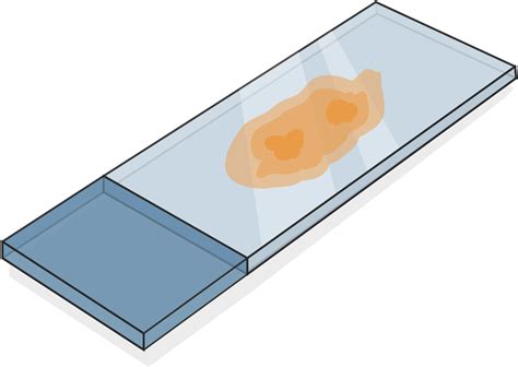 5 Micron Section Ffpe Tissue - Tissue Sample On Slide Clipart - Full ...