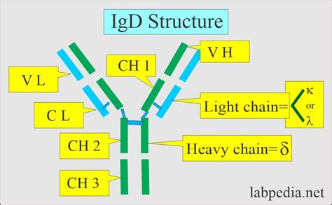 Immunoglobulin D (IgD)