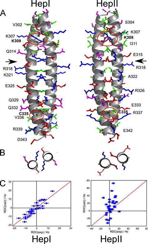 A, model of the proposed conformations of the Nek2 leucine zipper. The ...