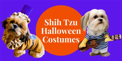 17 Cutest Shih Tzu Halloween Costumes with GREAT Reviews.