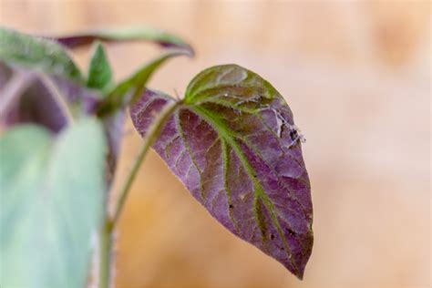 Tomato Bible - Your Go-To Guide For Perfect Homegrown Tomatoes