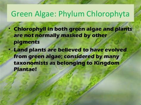 Chlorophyta