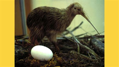 Do Kiwi Birds Lay Ridiculously Large Eggs? | Snopes.com