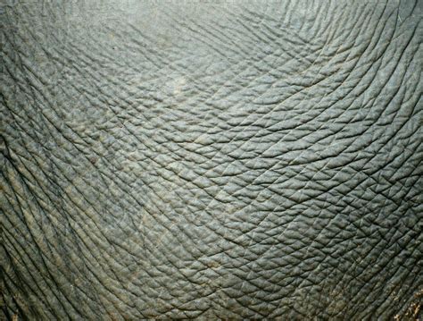 elephant skin texture 26662852 Stock Photo at Vecteezy