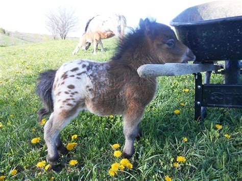 Newborn Miniature Horse