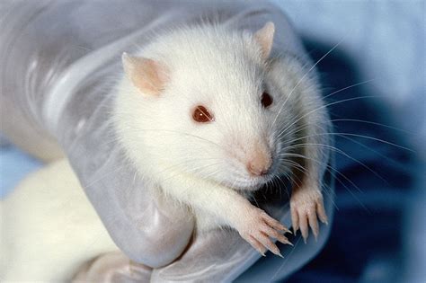 ABCs of Animal World: Unique Breeds of Fancy Rats for Pet