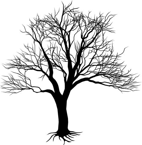 Acacia Tree Drawing | Free download on ClipArtMag