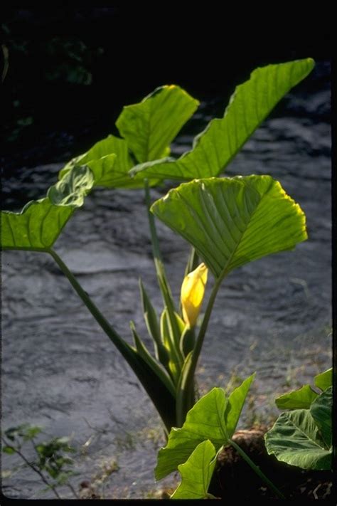 Colocasia esculenta Profile – California Invasive Plant Council