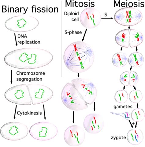 Cell Division: Mitosis and Meiosis - Owlcation