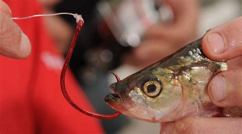 10 Best Catfish Baits of All-Time | Top Producing Baits | Angling Edge