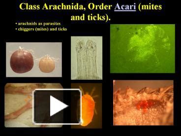 PPT – Class Arachnida, Order Acari mites and ticks. PowerPoint ...