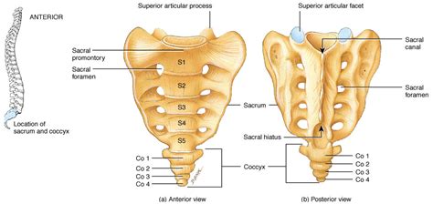 The sacrum | Structure of the sacrum - Anatomy-Medicine.COM