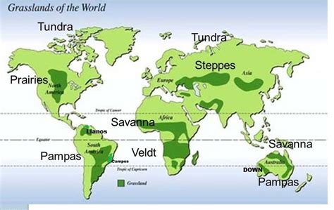 Temperate Grassland Biome World Map