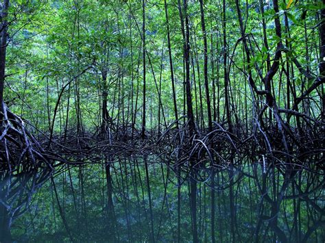 Mangrove Forests