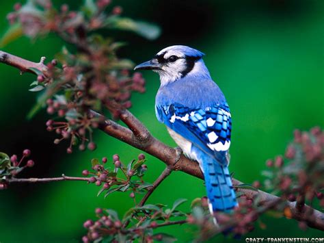 Beautiful Wallpapers: Beautiful Birds Wallpapers