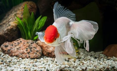 Oranda Goldfish: Care Guide, Types & Species Profile - Everything ...