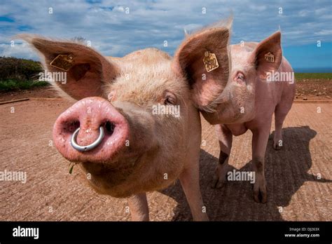 Pig with nose ring Stock Photo - Alamy