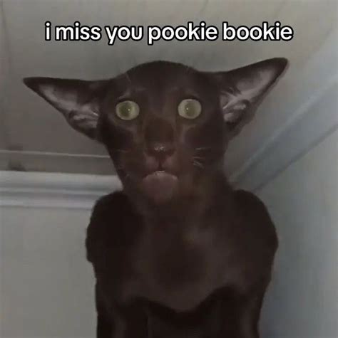 I miss you pookie bookie cat meme in 2023 | Cat memes, Miss you funny ...