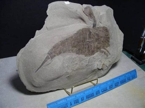 Very Large Eurypterid Specimen (084420c) - The Stones & Bones Collection