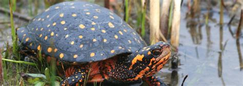 Spotted Turtle | Advocate for Nature with Ontario Nature