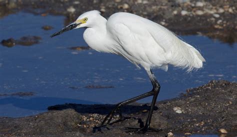 Eastern Great Egret | Grasslands