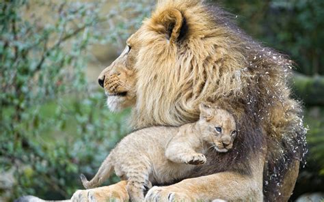 Lions cub love wallpaper | animals | Wallpaper Better