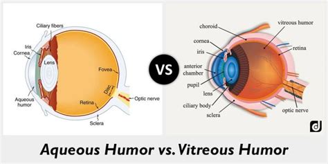 Vitreous humor: functions, changes, diseases, and treatments