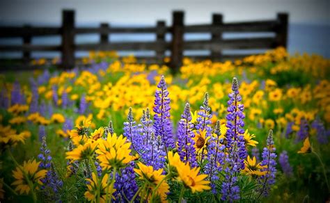 Wildflowers near the Fence, pretty, Wildflower, Nature, Flower, HD ...