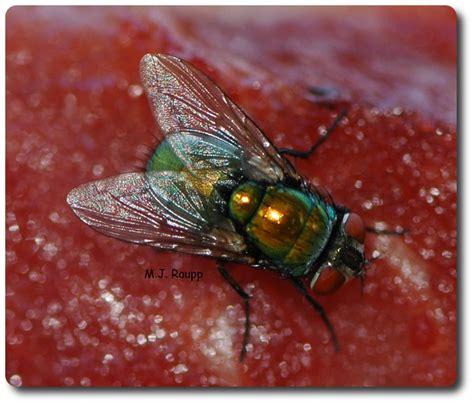 Blow Fly Larvae In Humans