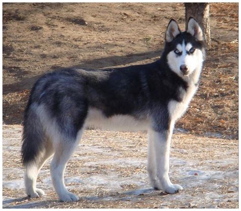 Siberian Husky Dog Training And Caring | Dog Training