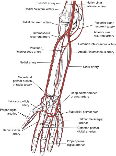 Figure 5 from Anatomy and physiology of perforator flaps of the upper ...