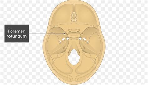 Foramen Rotundum Foramen Ovale Skull Tuberculum Sellae Sphenoid Bone ...