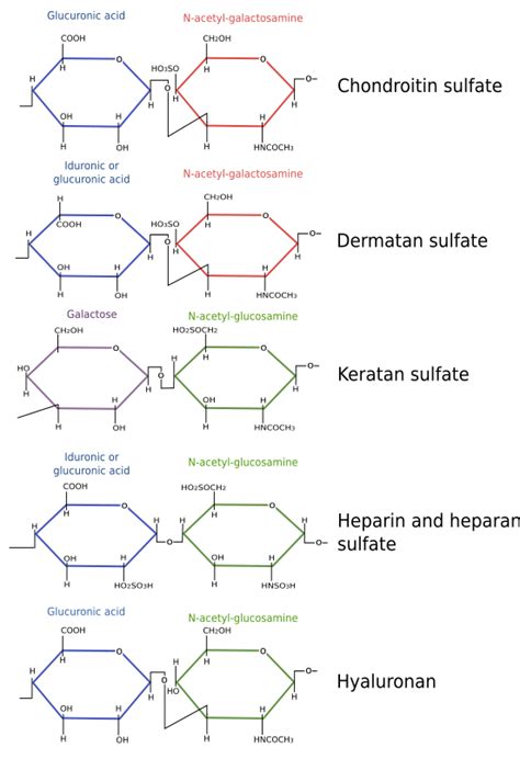 The cell. 2. Extracellular matrix. Carbohydrates. Atlas of plant and ...