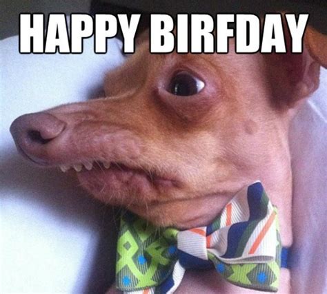 30 Most Funny Birthday Wishes Photos