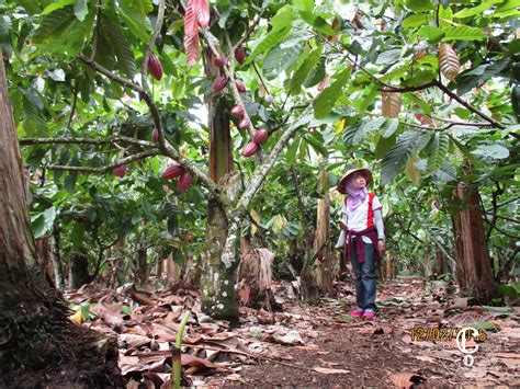 How are chocolates made from farm to bar? - Co Chocolat - Finally ...