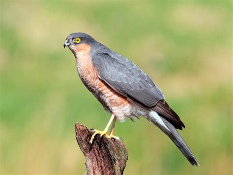 A guide to British birds of prey | Love The Garden