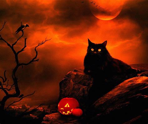 Halloween Cat, halloween orange and black HD wallpaper | Pxfuel