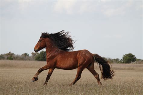 Pictures Of Brown Horses / Horse Colours Straight From The Horses Mouth ...