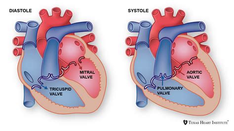 Atrioventricular Valve Function