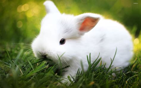 White Rabbit wallpaper - Animal wallpapers - #18495