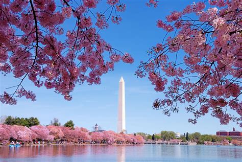 Cherry Blossom Festival DC | Capitol Express Tours