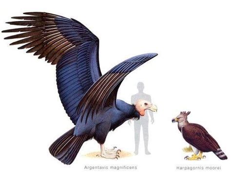 The giant teratorn or Argentavis was one of the largest flying birds ...