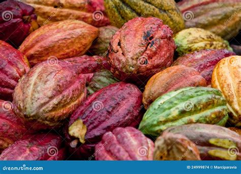 Cocoa bean pods stock photo. Image of grenada, golden - 24999874